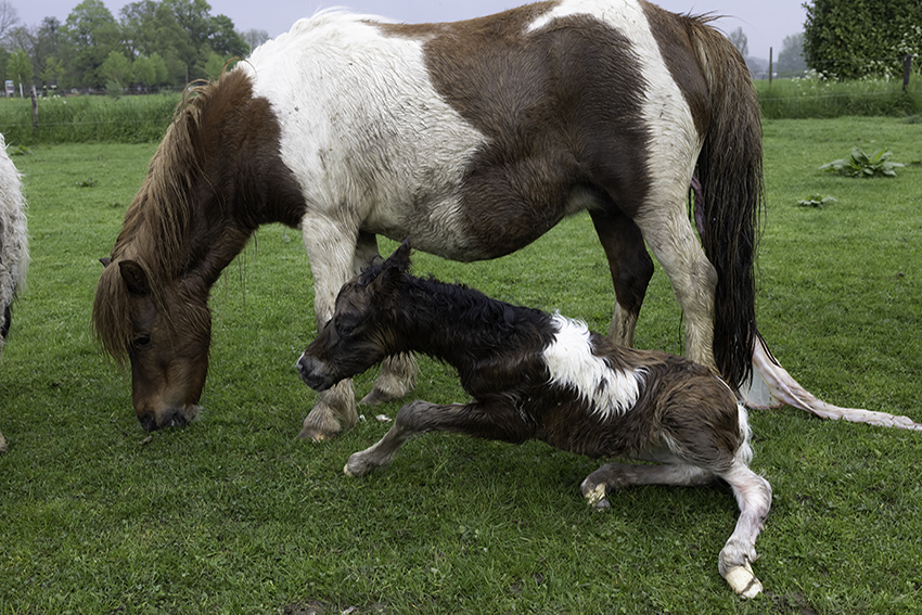 Siemke van de zandkamp