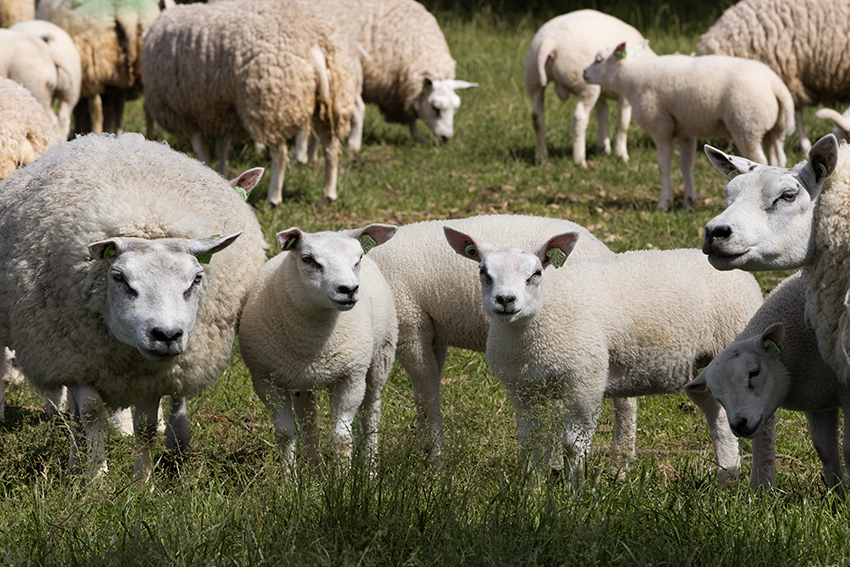 schapen in wei Zandkamp